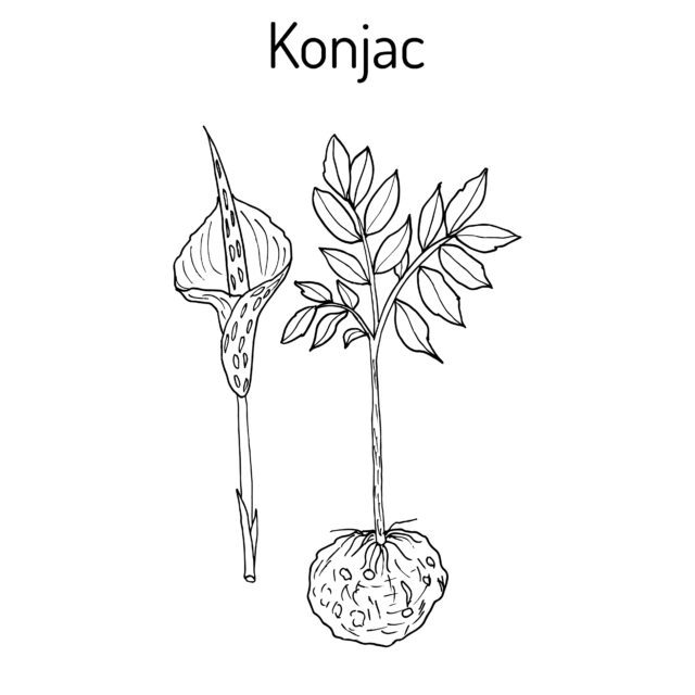 Elephant Yam or Konjac plant, konnyaku potato, devil s tongue, voodoo lily, snake palm. Medicinal plant