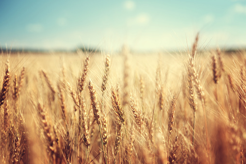 3 Reasons to Never Eat Wheat Again