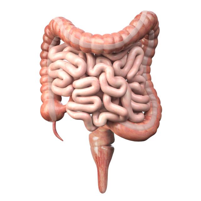 Large and small Intestineisolated on white. Human digestive syst