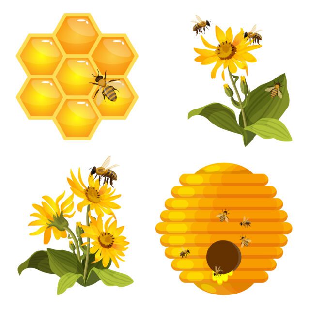 Bee on honeycomb, beehive nest, bees on yellow field flowers set isolated