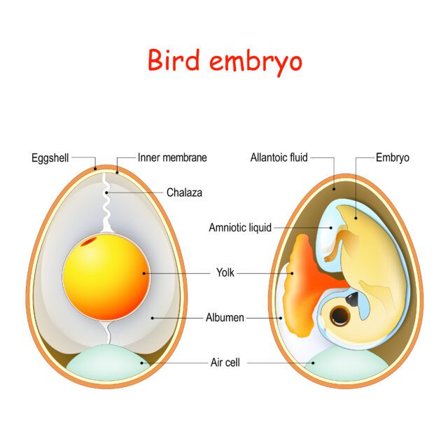 Two bird eggs with embryo and egg anatomy. Cross section illustr