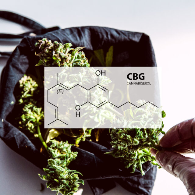 Cannabigerol cannabinoid compounds in the female cannabis plant.