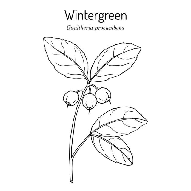 American wintergreen - gaultheria procumbens - aromatic plant