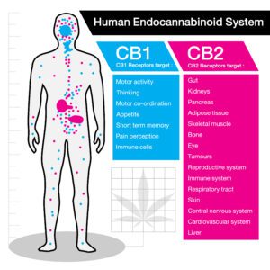 Cannabinoid Science